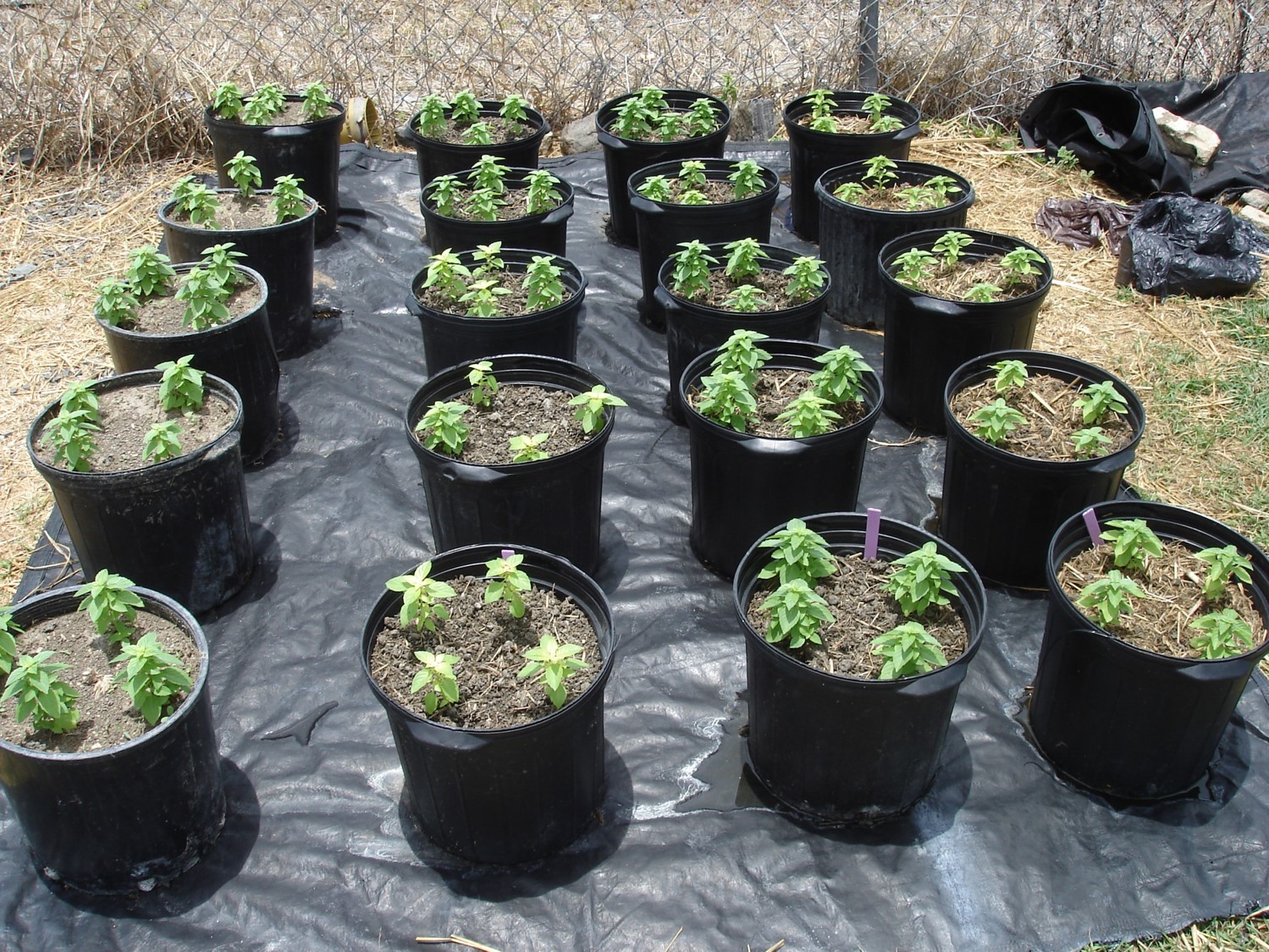 Potted basil seedlings in biofloc solids mix